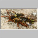 Nomada lathburiana - Wespenbiene 07c 10mm Paarung.jpg
